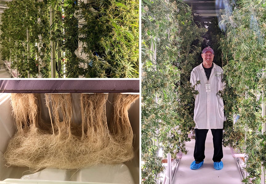STEM-Cultivation
